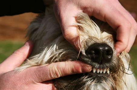 резцы у собаки